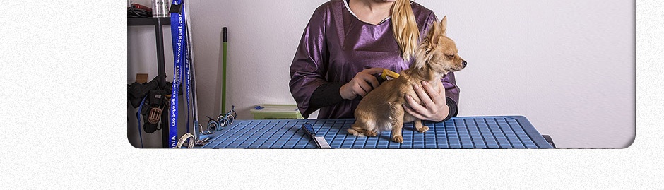 Der Arbeits- & Groomingraum - 1A Hundesalon Kiel